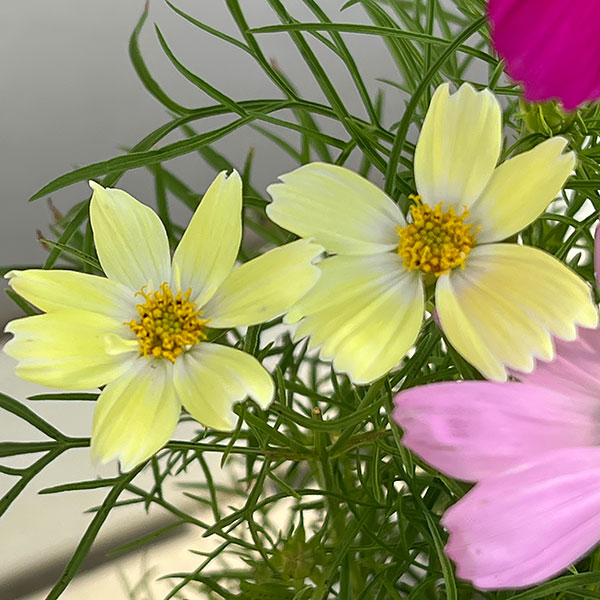 コスモス:花色ミックス4号鉢植え