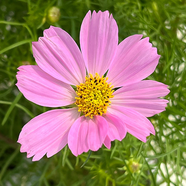 コスモス:花色ミックス4号鉢植え