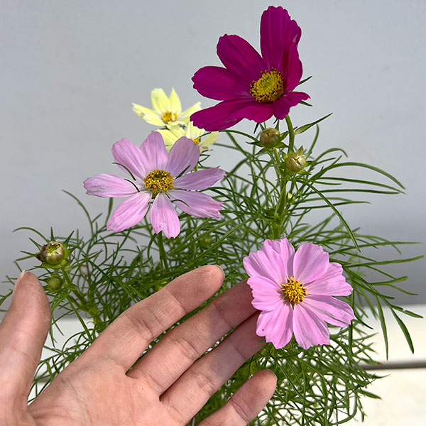 コスモス:花色ミックス4号鉢植え