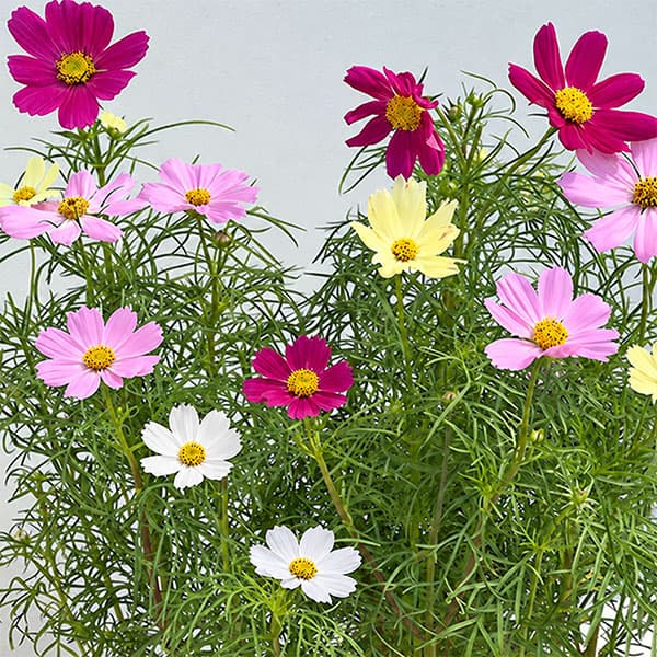 コスモス:花色ミックス4号鉢植え
