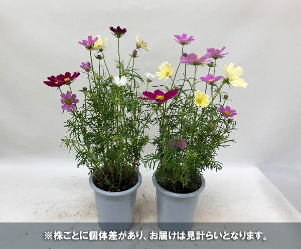 コスモス:花色ミックス4号鉢植え