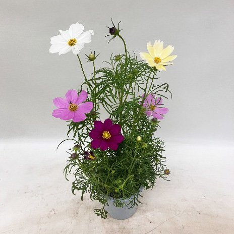 コスモス:花色ミックス4号鉢植え