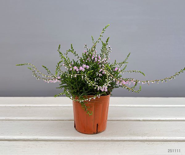 カルーナ:八重咲き ライトピンク3号ポット