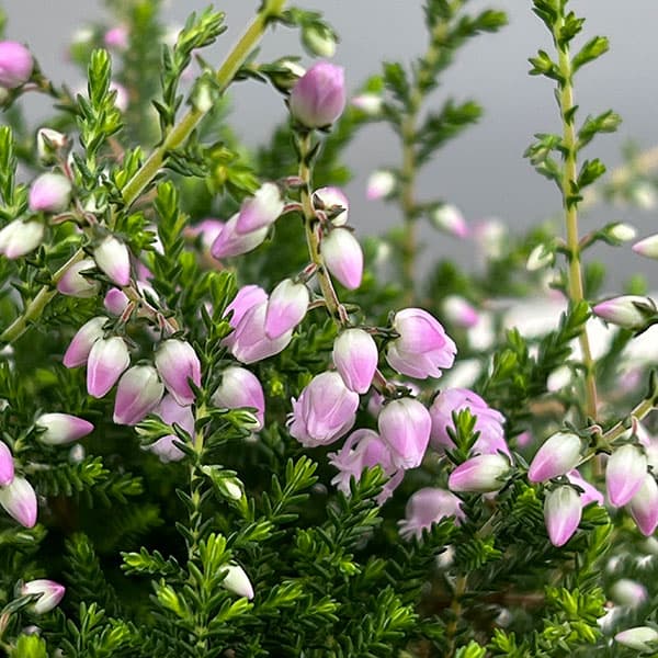 カルーナ:八重咲き ライトピンク3号ポット