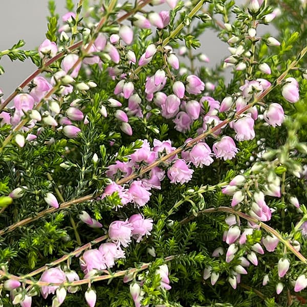 カルーナ:八重咲き ライトピンク3号ポット