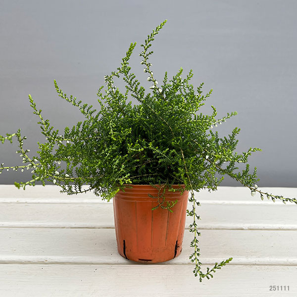 カルーナ:八重咲き ホワイト3号ポット