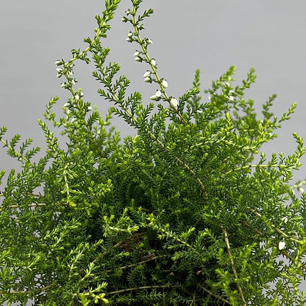 カルーナ:八重咲き ホワイト3号ポット