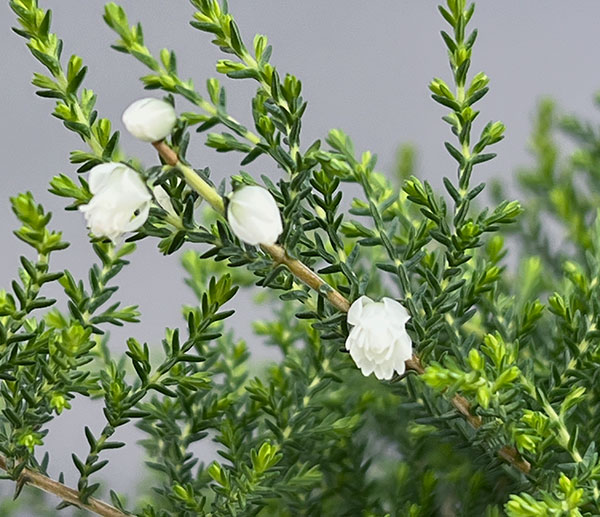 カルーナ:八重咲き ホワイト3号ポット