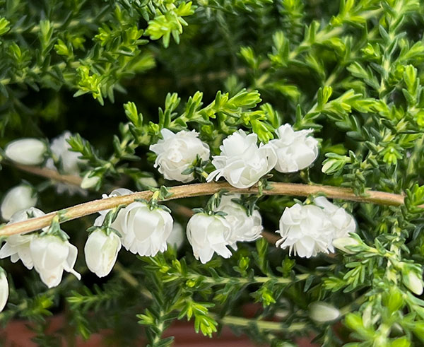 カルーナ:八重咲き ホワイト3号ポット