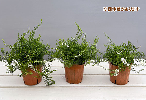 カルーナ:八重咲き ホワイト3号ポット