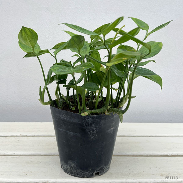 ホウチャクソウ：常緑厚葉ホウチャクソウ3.5号ポット