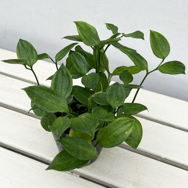 ホウチャクソウ：常緑厚葉ホウチャクソウ3.5号ポット