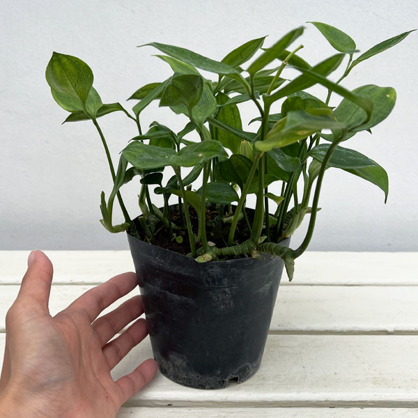 ホウチャクソウ：常緑厚葉ホウチャクソウ3.5号ポット