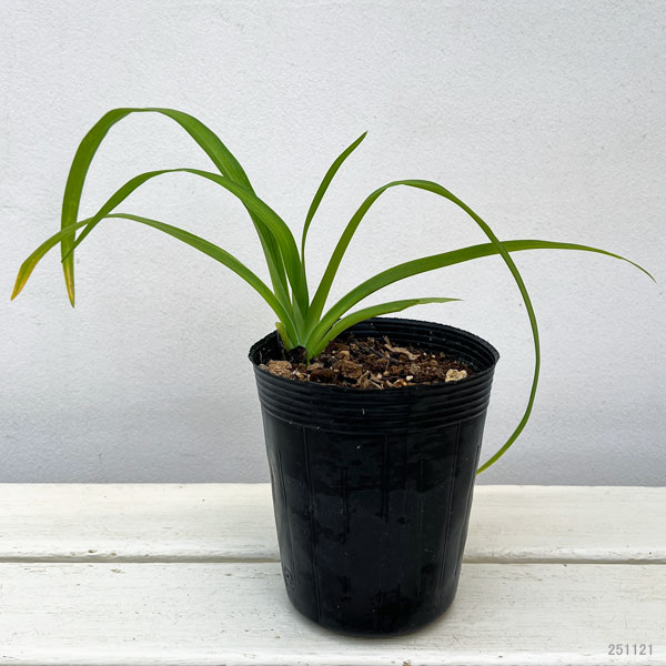 ヤブカンゾウ(藪萱草) 3号ポット