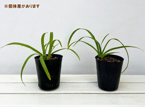 ヤブカンゾウ(藪萱草) 3号ポット