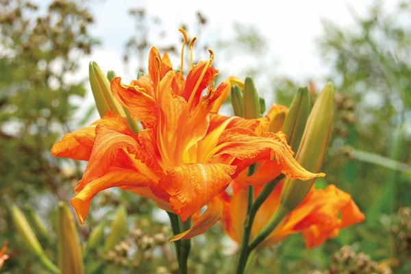 ヤブカンゾウ(藪萱草) 3号ポット