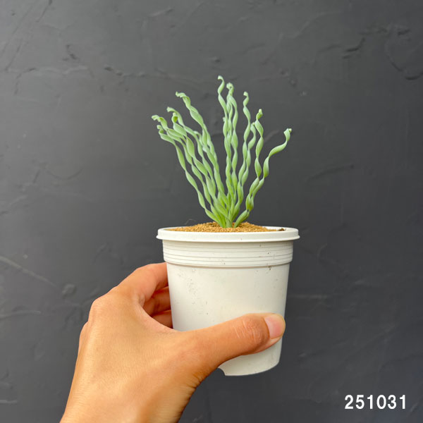 アルブカ :コンコルディアナ ベイカー 3号ポット