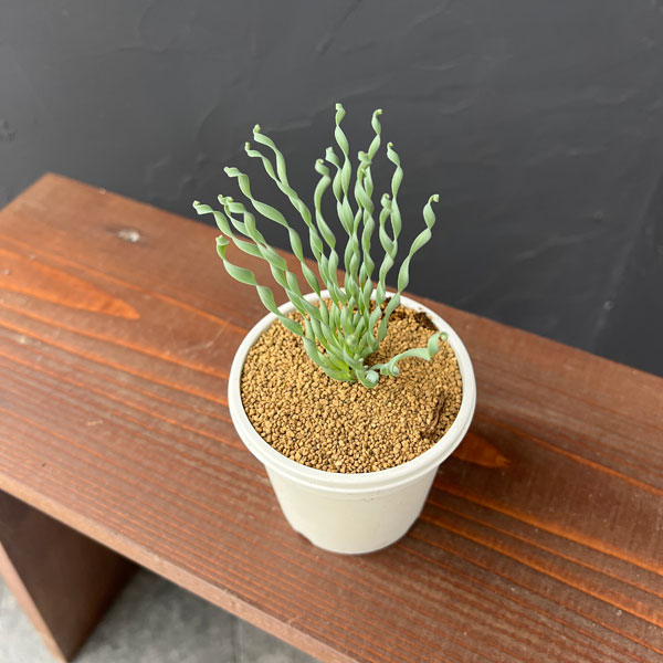 アルブカ :コンコルディアナ ベイカー 3号ポット