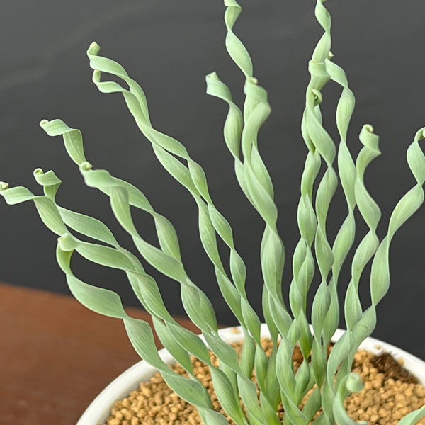 アルブカ :コンコルディアナ ベイカー 3号ポット