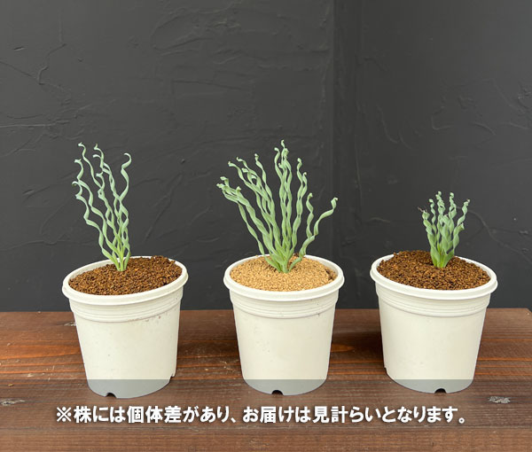 アルブカ :コンコルディアナ ベイカー 3号ポット