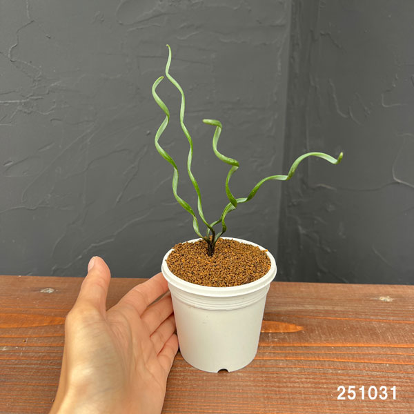 アルブカ :ブルースベイエリ 3号ポット