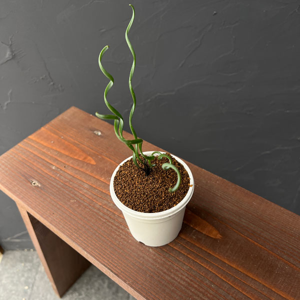 アルブカ :ブルースベイエリ 3号ポット