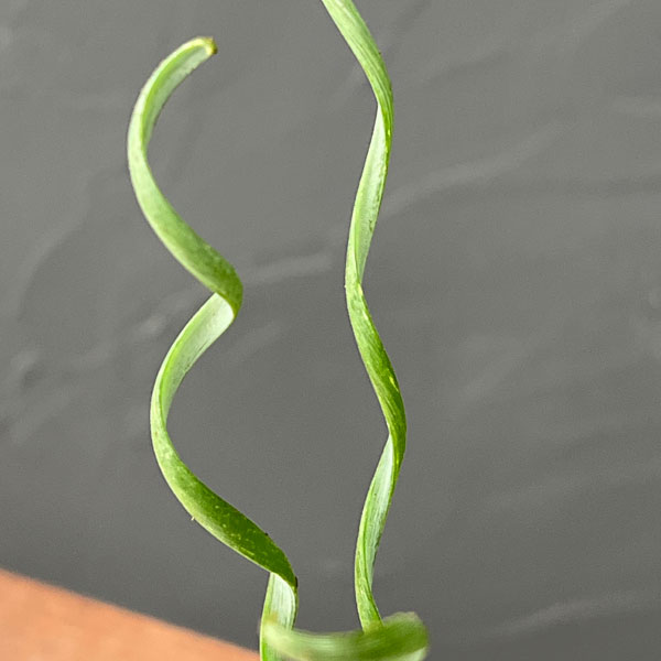 アルブカ :ブルースベイエリ 3号ポット