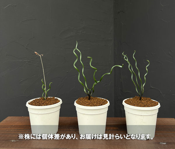 アルブカ :ブルースベイエリ 3号ポット