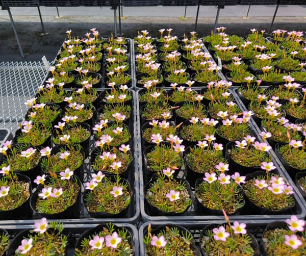 オキザリス：くみこ 3.5号ポット[10月～3月頃開花　淡ピンクの小花が愛らしい新品種　球根植物]