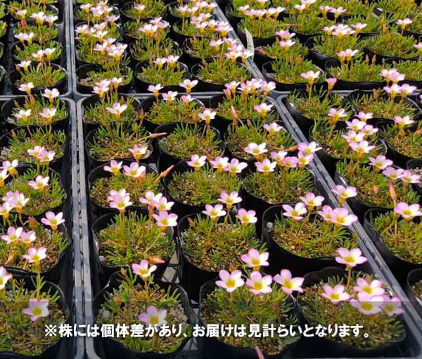 オキザリス：くみこ 3.5号ポット[10月～3月頃開花　淡ピンクの小花が愛らしい新品種　球根植物]