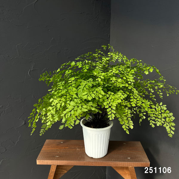 アジアンタム:フラグランス 5号鉢植え*