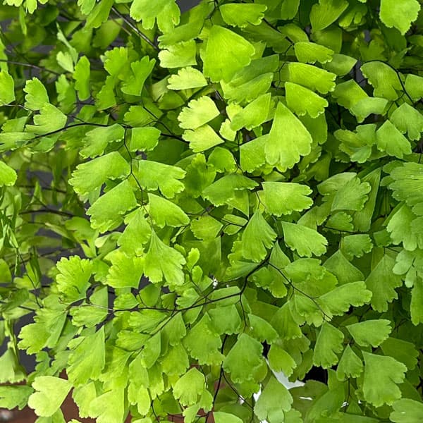 アジアンタム:フラグランス 5号鉢植え*