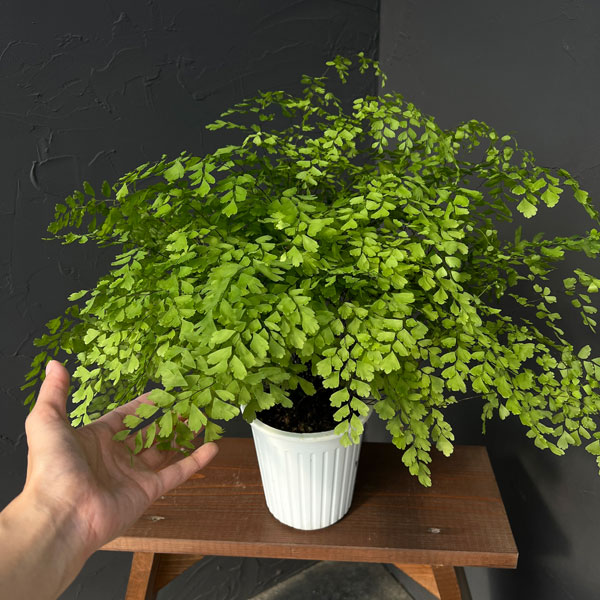 アジアンタム:フラグランス 5号鉢植え*