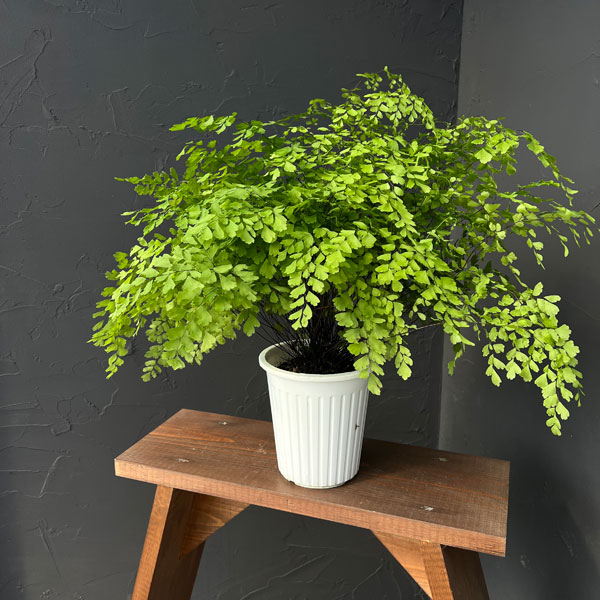 アジアンタム:フラグランス 5号鉢植え*