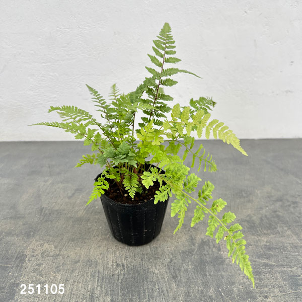 シダ:アリシウム リーガルレッド 3号ポット