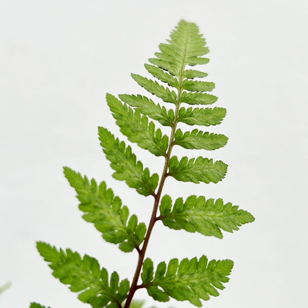 シダ:アリシウム リーガルレッド 3号ポット