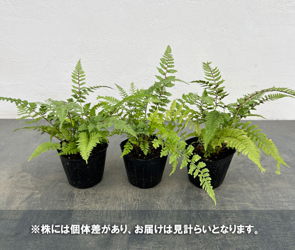 シダ:アリシウム リーガルレッド 3号ポット