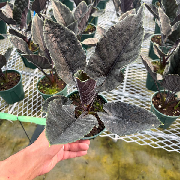 アロカシア：アントロベルベット　4.5号鉢植え