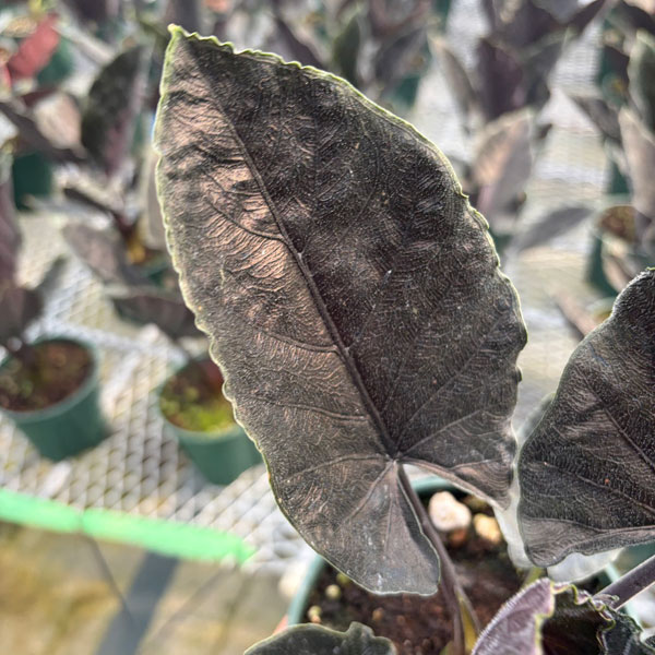 アロカシア：アントロベルベット　4.5号鉢植え