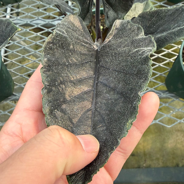 アロカシア：アントロベルベット　4.5号鉢植え