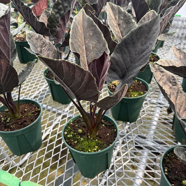 アロカシア：アントロベルベット　4.5号鉢植え