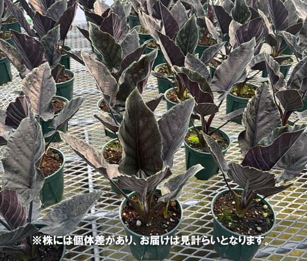 アロカシア：アントロベルベット　4.5号鉢植え