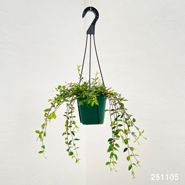 コドナンテ:クラシフォリア 4.5号吊り鉢