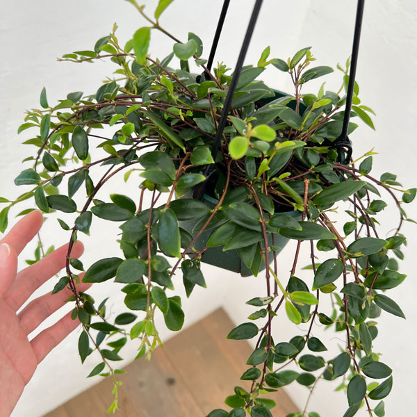 コドナンテ:クラシフォリア 4.5号吊り鉢