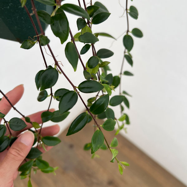 コドナンテ:クラシフォリア 4.5号吊り鉢