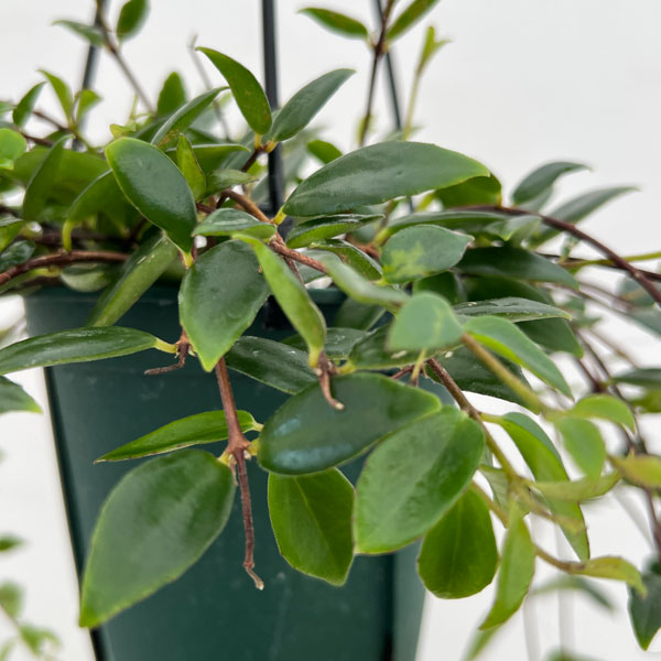 コドナンテ:クラシフォリア 4.5号吊り鉢