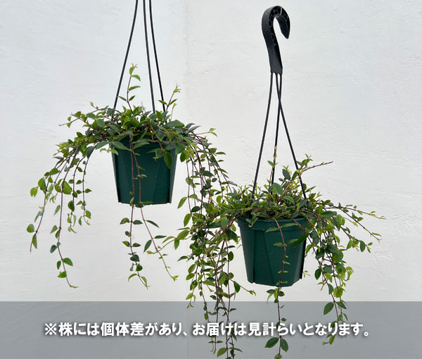 コドナンテ:クラシフォリア 4.5号吊り鉢