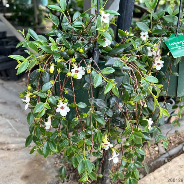 コドナンテ：クラシフォリア　4.5号吊り鉢