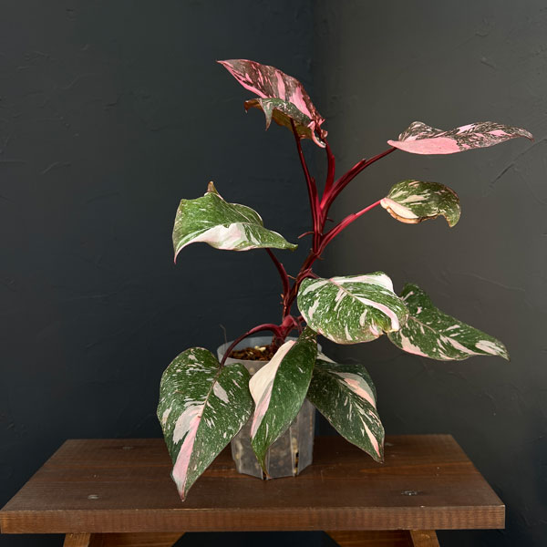 フィロデンドロン:マーブルピンクプリンセス(ピンクプリンセスギャラクシー) 4号