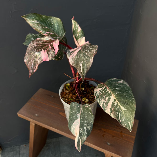フィロデンドロン:マーブルピンクプリンセス(ピンクプリンセスギャラクシー) 5号鉢植え